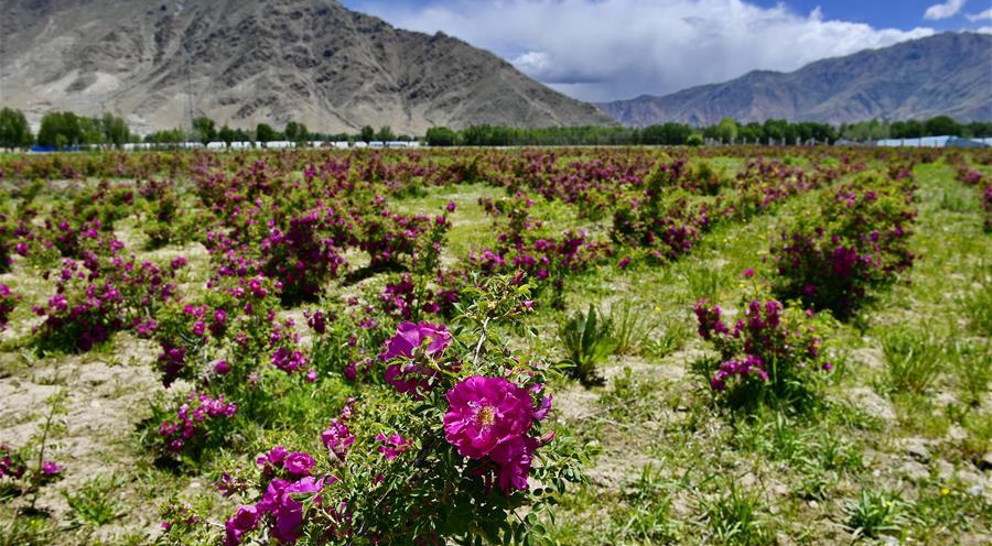 In pics: a rural tourist destination in China's Tibet