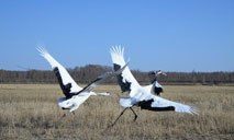 Cranes welcome the arrival of spring in NE China's nature reserve