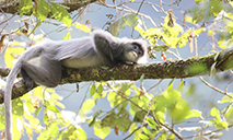 National first-class protected Phayre's leaf monkeys increase to over 2000 in SW Yunnan