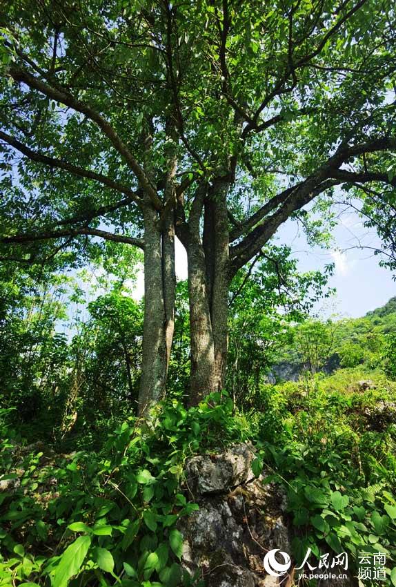 Endangered plant in SW China transformed into cash cow