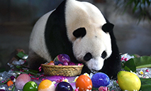 Eighth birthday for pair of giant pandas celebrated in Haikou, Hainan province