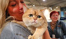 Cat show held in Minsk, Belarus