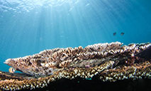 Improvement of underwater ecosystem in Fenjiezhou Island in Hainan attracts more marine creatures