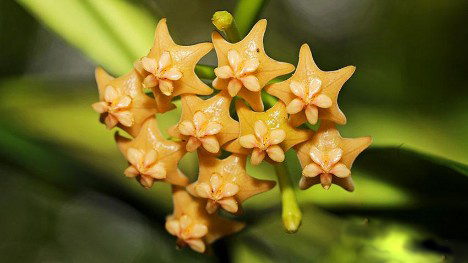 11 Hoya species are found in Longling Xiaoheishan 