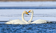 Swans bring renewed vitality to Bosten Lake in NW China’s Xinjiang