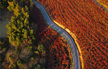 Rosy red blueberry leaves brighten up mountains in E China’s Anhui