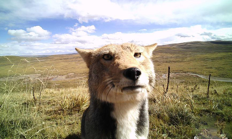 Snapshots of adorable wild animals in Sanjiangyuan National Park in NW China’s Qinghai