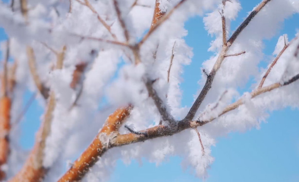 Soft rime embellishes surroundings of Dabancheng District in NW China's Xinjiang