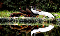 Rare silver pheasants flock together in greater numbers to forage at Yishan nature reserve in east China's Jiangxi