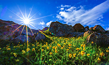 Colorful carpet of mountain flowers brightens Nanshan Pasture in Xinjiang