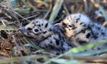 Hongjiannao National Nature Reserve in NW China's Shaanxi, sanctuary for relict gulls