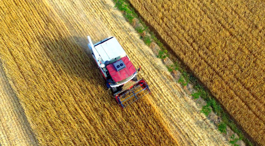 China's rural vitalization breathes new life into agriculture, villages