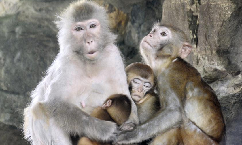 201 animal cubs of 43 species in Beijing Zoo start to meet public