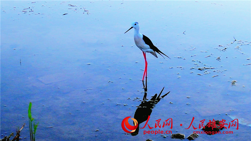 'Supermodel' black-winged stilt strolls in Baiyangdian Lake in Xiong'an New Area