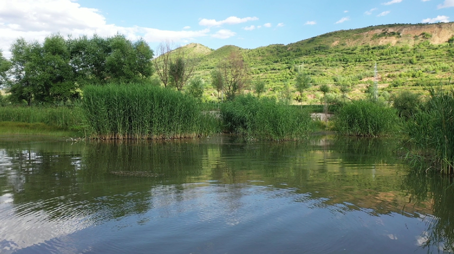 Lush greeneries flourish in Longde county, NW China's Ningxia