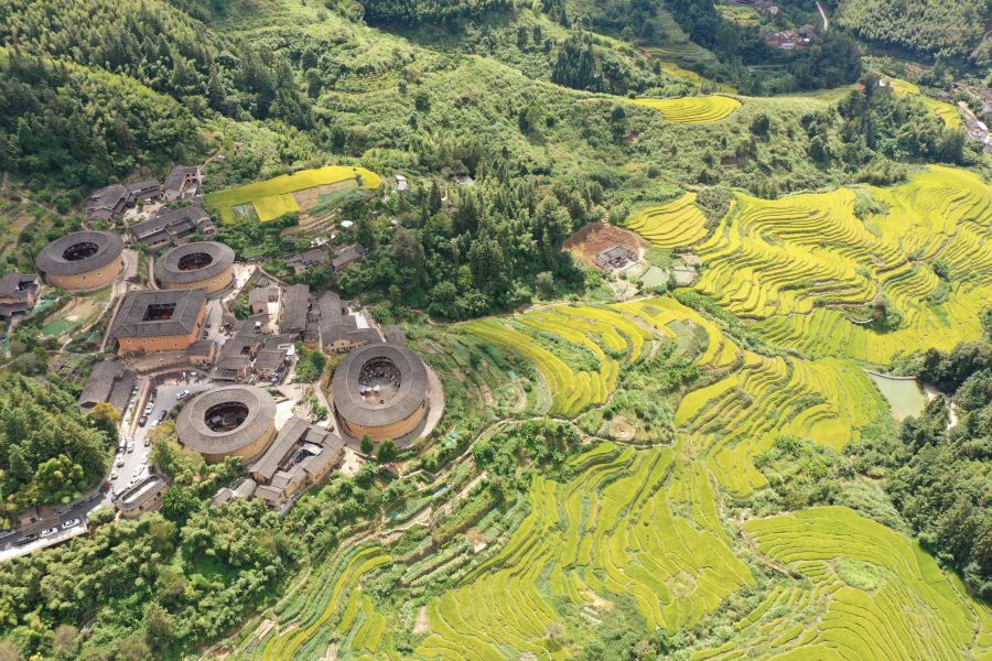 In pics: Golden rice fields and Tulou in SE China's Fujian