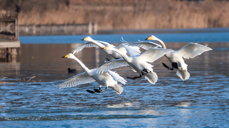 White swans arrive at wetland in north China’s Shanxi in early winter