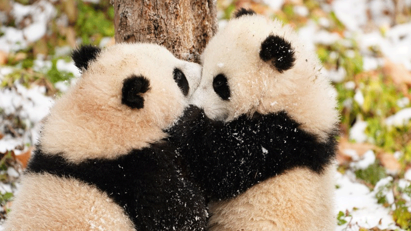 Twin giant panda cubs named in SW China's Sichuan