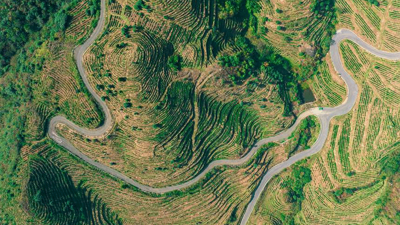 Pu’an county advances rural revitalization by planting white tea trees