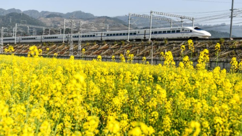 Scenery of cole flower field in SW China's Guizhou