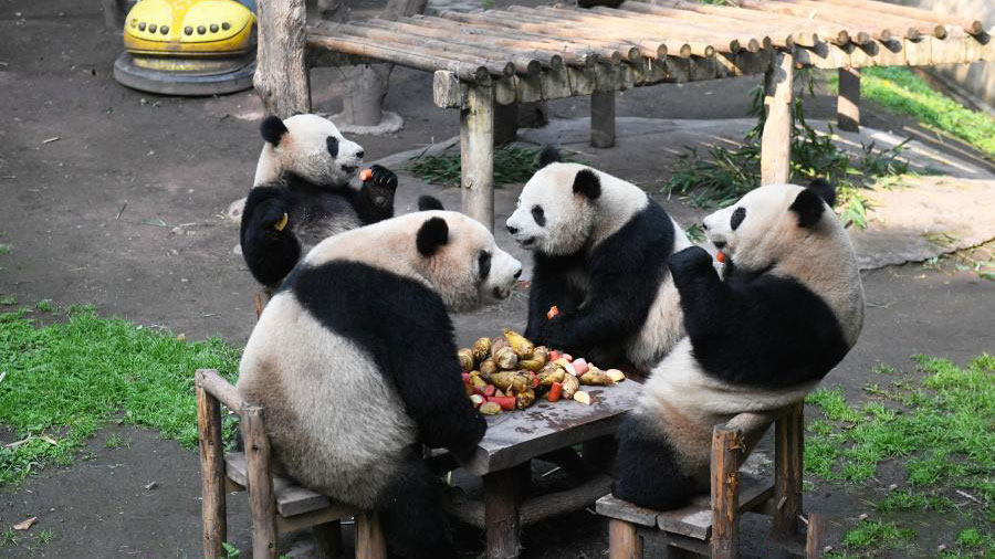 Giant pandas enjoy refreshments at Chongqing Zoo