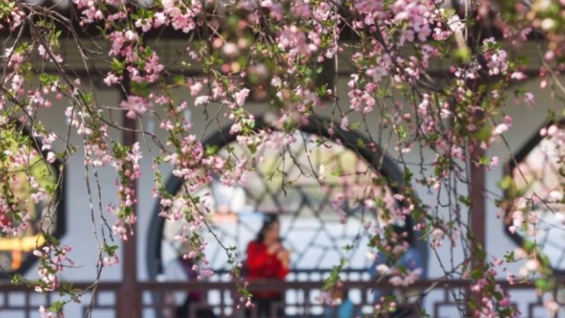 Flowering Chinese crabapple trees paint Mochou Park in Nanjing