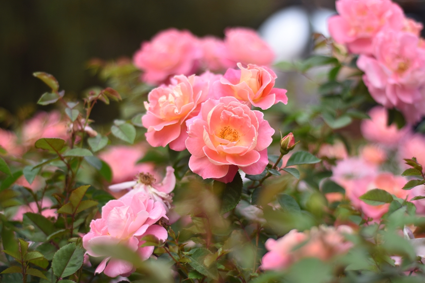 In pics: Beauty of roses attracts visitors to 2023 Shenzhen Rose Show