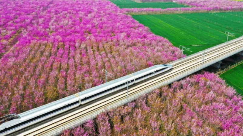 Blooming redbud flowers adorn countryside in C China