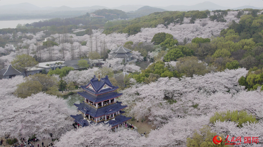 Cherry blossoms in E China’s Wuxi attract throngs of tourists