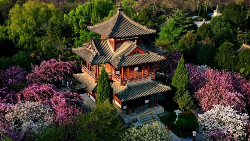 Scenery of cherry blossoms at Qinglong Temple in Xi'an, NW China