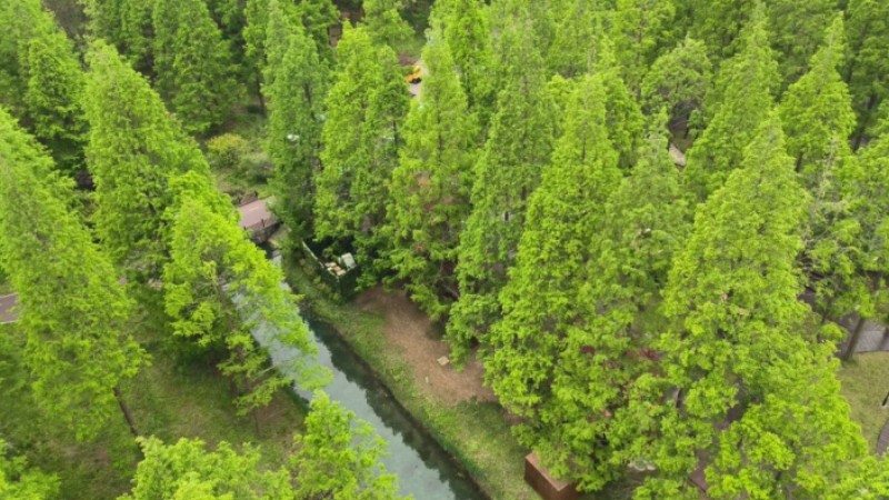 Migrating birds, forests thriving in China's coastal city