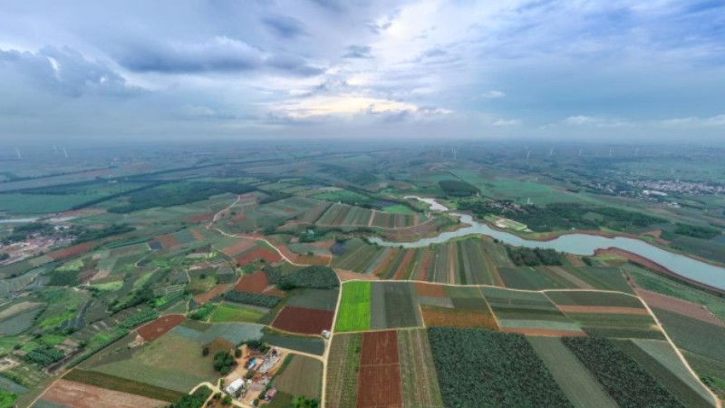 In pics: pineapple fields in Zhanjiang City, S China's Guangdong