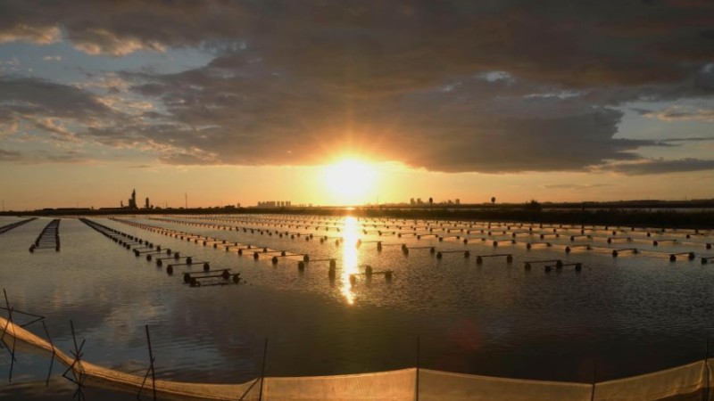 Marine ecological protection and restoration project in Tangshan makes progress