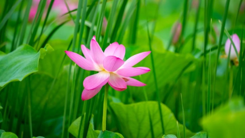 Lotus flowers across China begin to bloom as summer comes