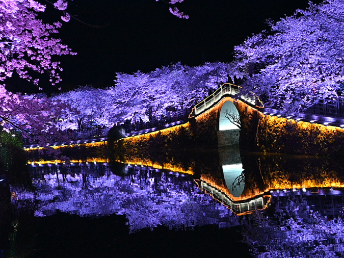 Cherry blossoms in E China’s Wuxi attract throngs of tourists