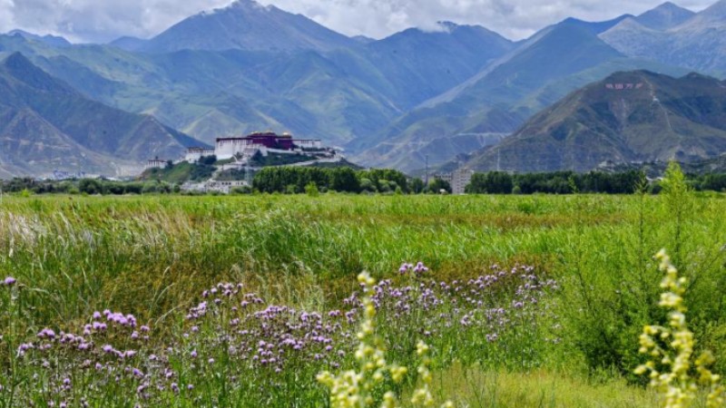 Lhalu wetland's ecological conditions improve with conservation efforts