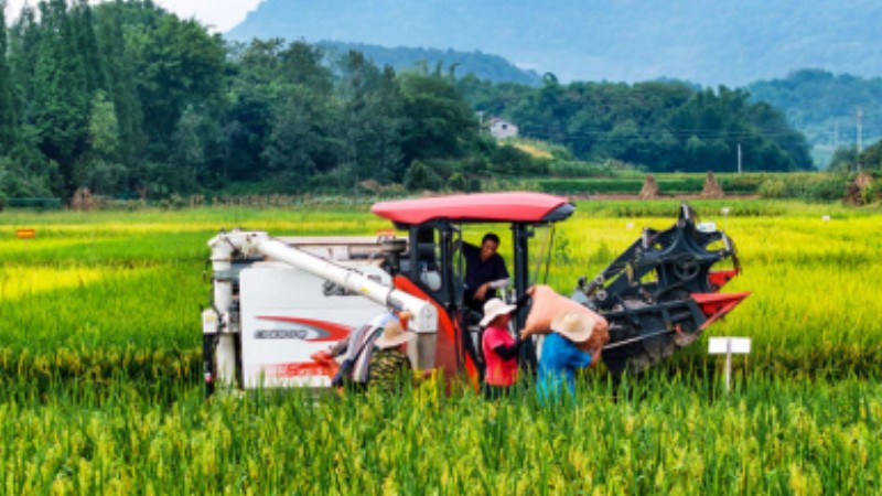 In pics: Autumn harvest in SW China's Sichuan