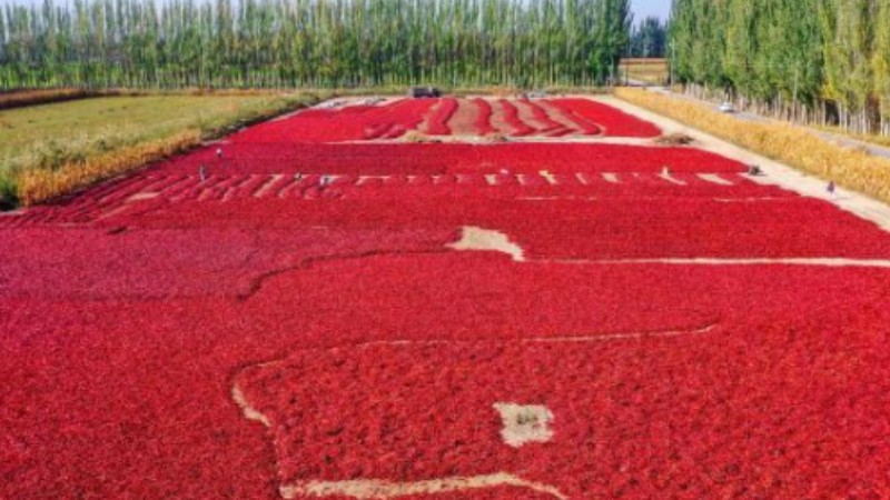 Chili peppers bring wealth to Bohu in NW China Xinjiang