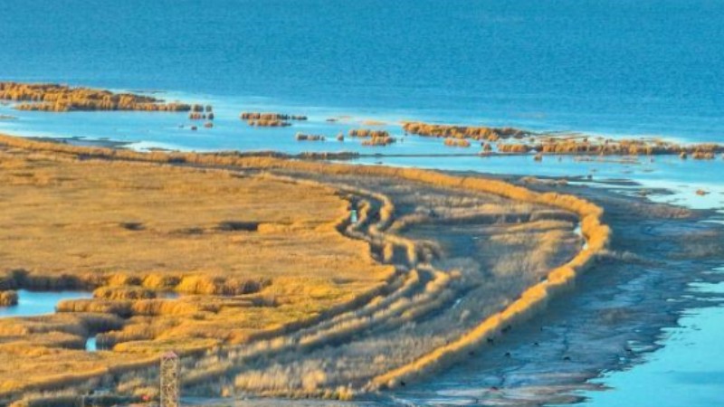 Golden reed flowers adorn Bosten Lake in Xinjiang