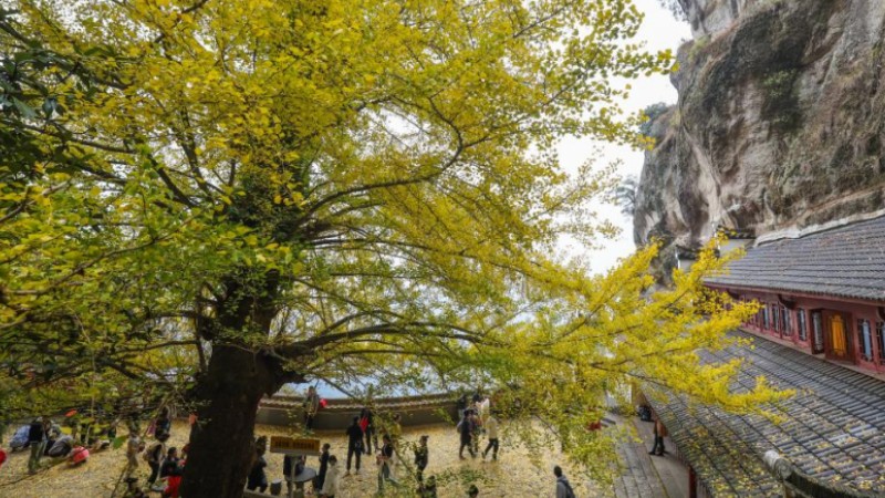 Old ginkgo tree attracts visitors in E China's Zhejiang