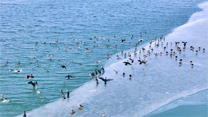 Birds dot beautiful wetland in Heyang, NW China's Shaanxi