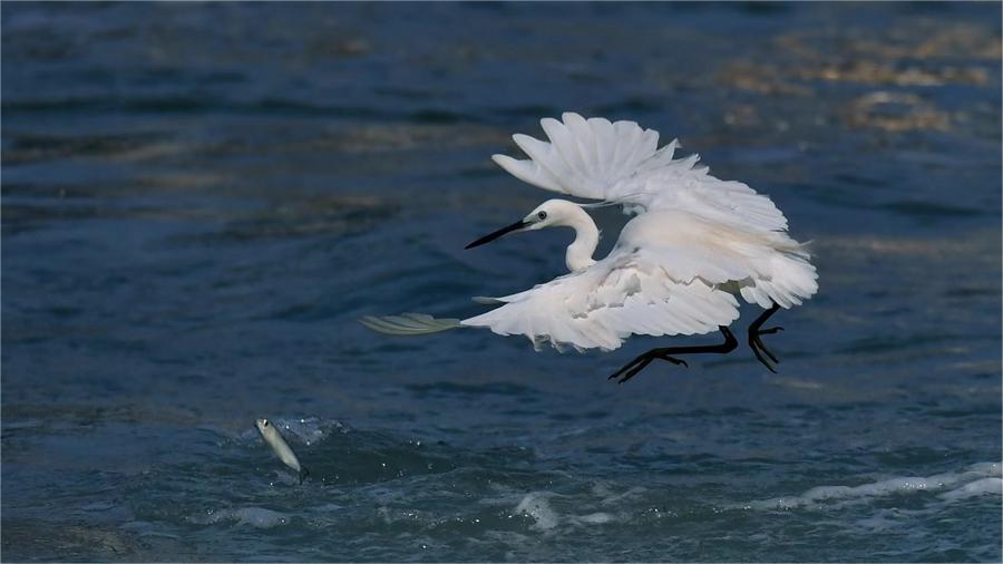 In pics: Egrets rest at Yundang Lake in Xiamen, SE China's Fujian