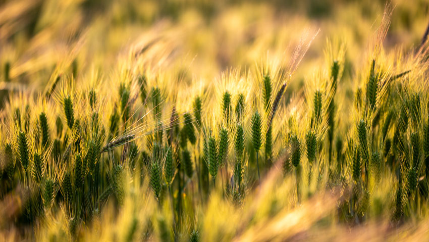 In pics: Wheat crops form beautiful view in spring in Dali, SW China's Yunnan