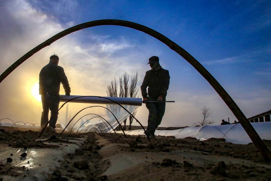 In pics: Hami melon cultivation underway in NW China's Xinjiang