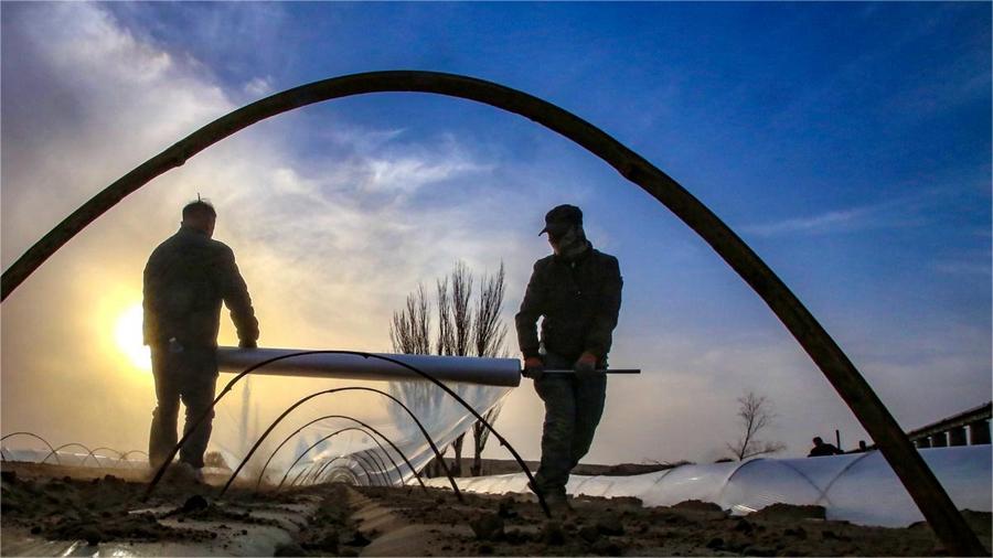 In pics: Hami melon cultivation underway in NW China's Xinjiang