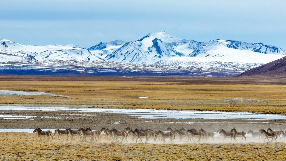 In pics: Tibetan wild donkeys in Burang County, Xizang