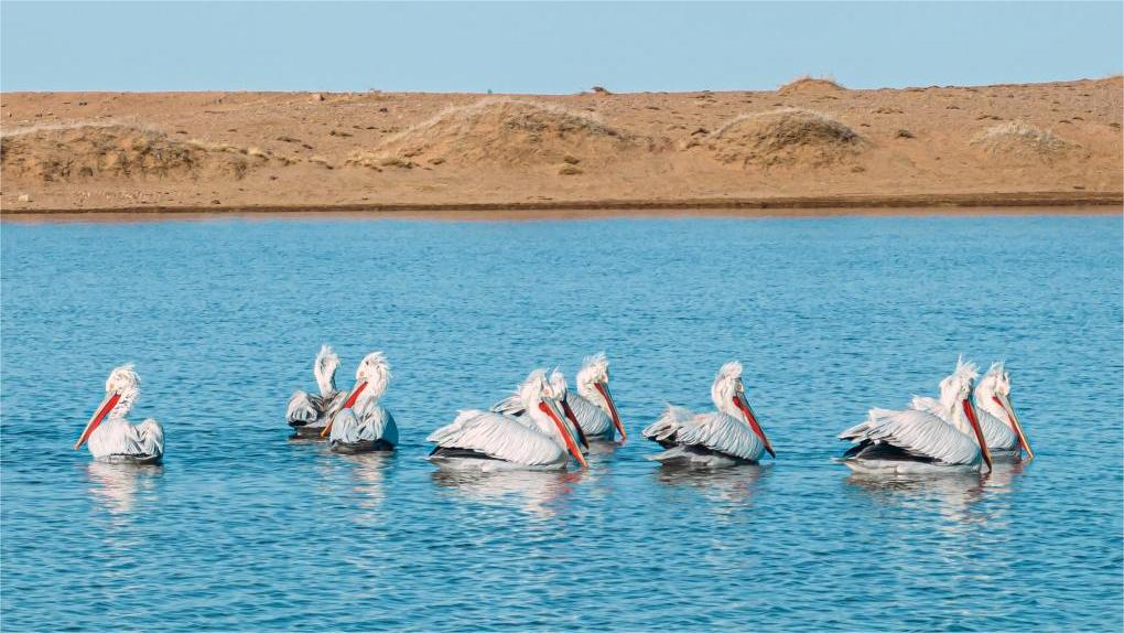 Rare bird species spotted in north China's grassland