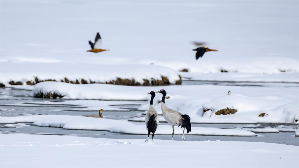 Black-necked cranes spotted at wetland in China's Xizang