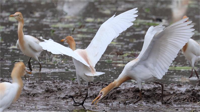 Egrets enjoy the atmosphere of working agricultural machines in fields in SE China's Fujian