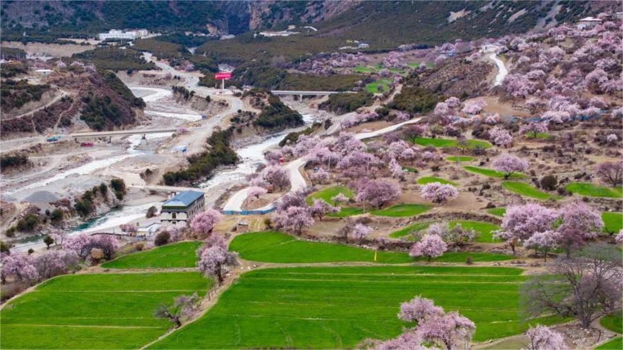 In pics: Blooming peach flowers in Lhari county, SW China's Xizang